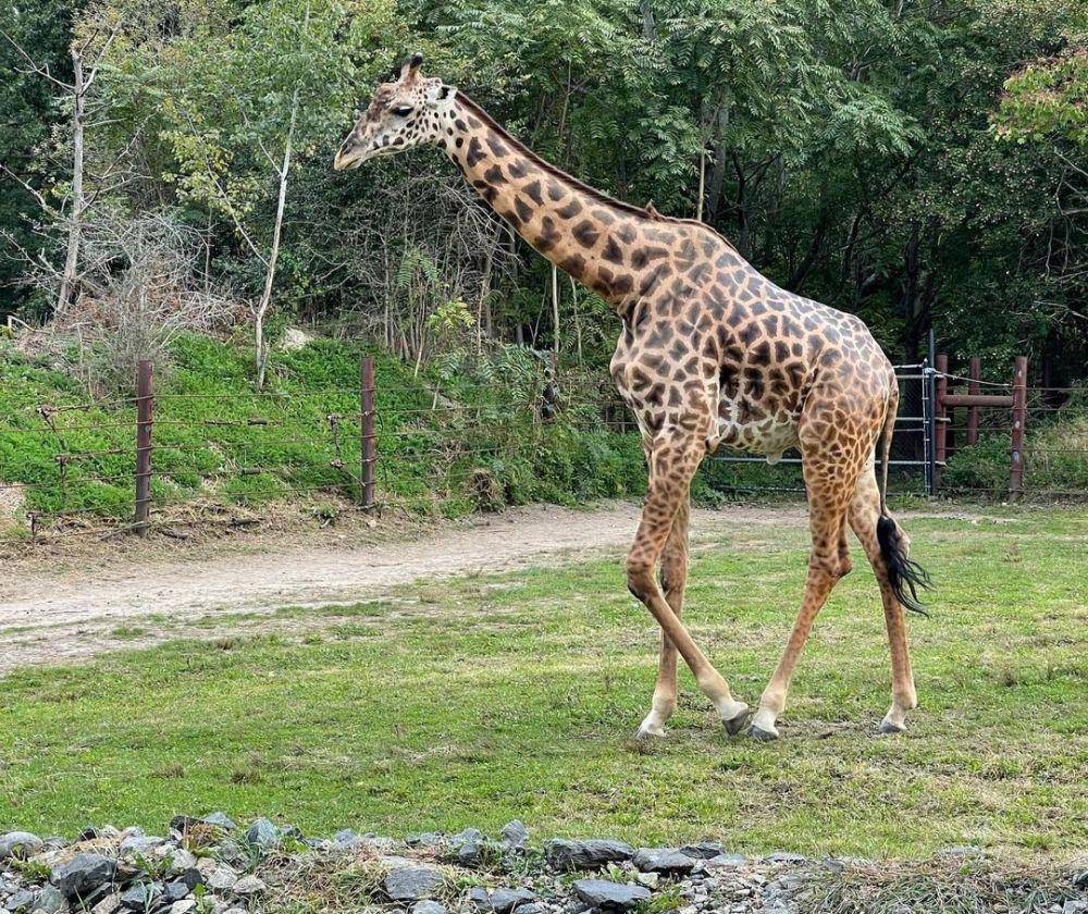 Franklin Park Zoo (instagram.com/jkfithian44)