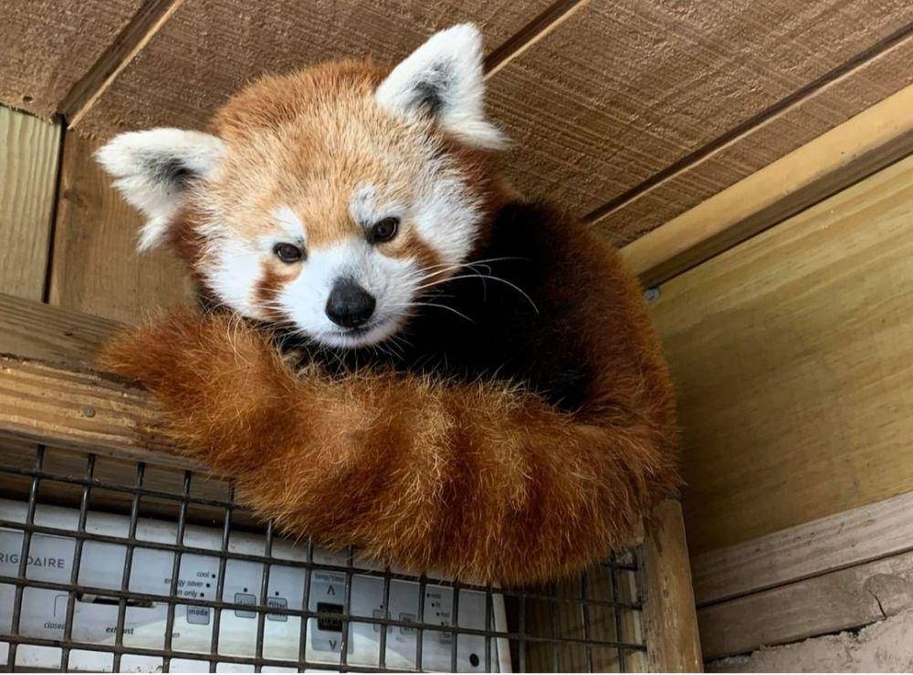 Capron Park Zoo (instagram.com/capronparkzoo)