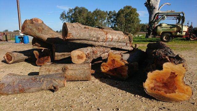 potret kayu Australian Buloke (tumblr.com/joeyjons)