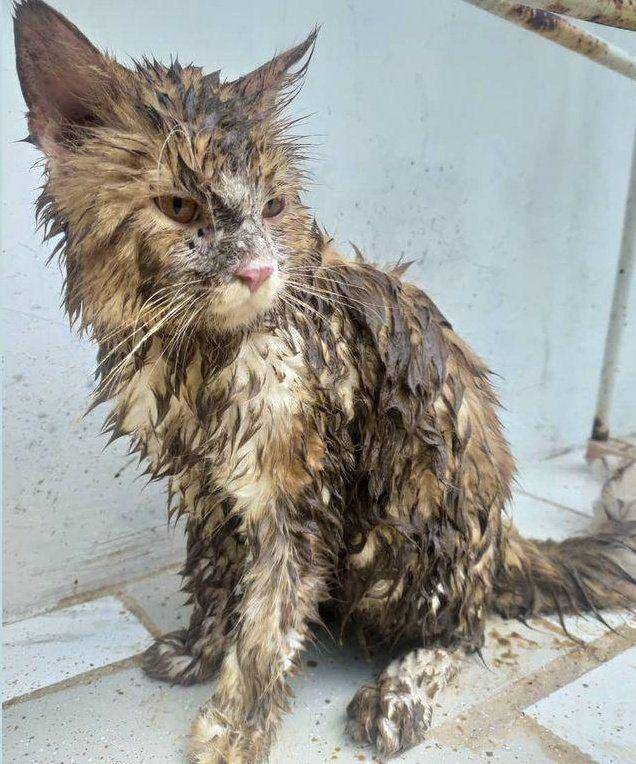 potret kucing masuk got (twitter.com/Caramellatteuse)