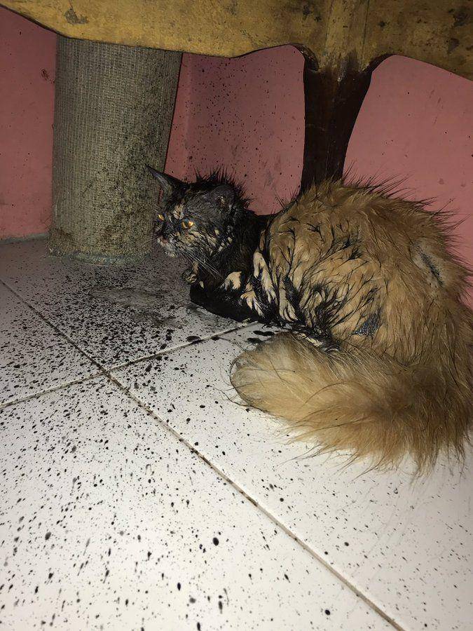 potret kucing masuk got (twitter.com/twitkocheng)