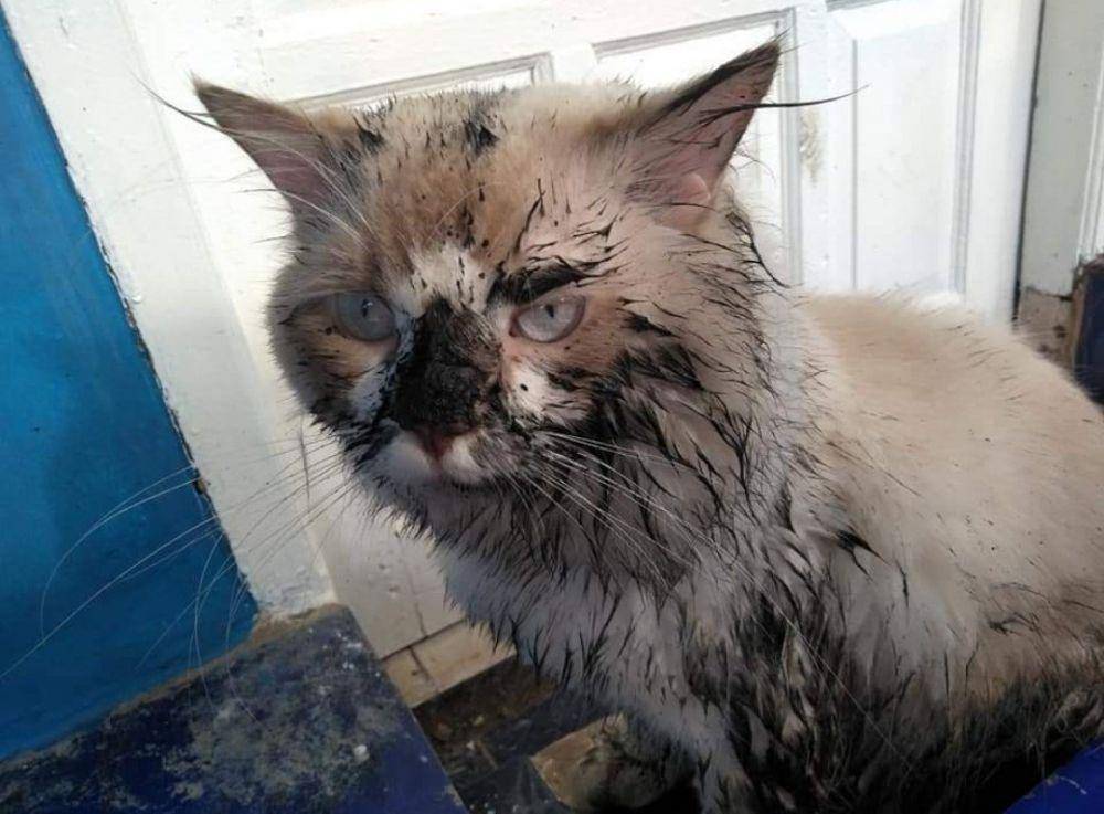 potret kucing masuk got (twitter.com/ishgemush)