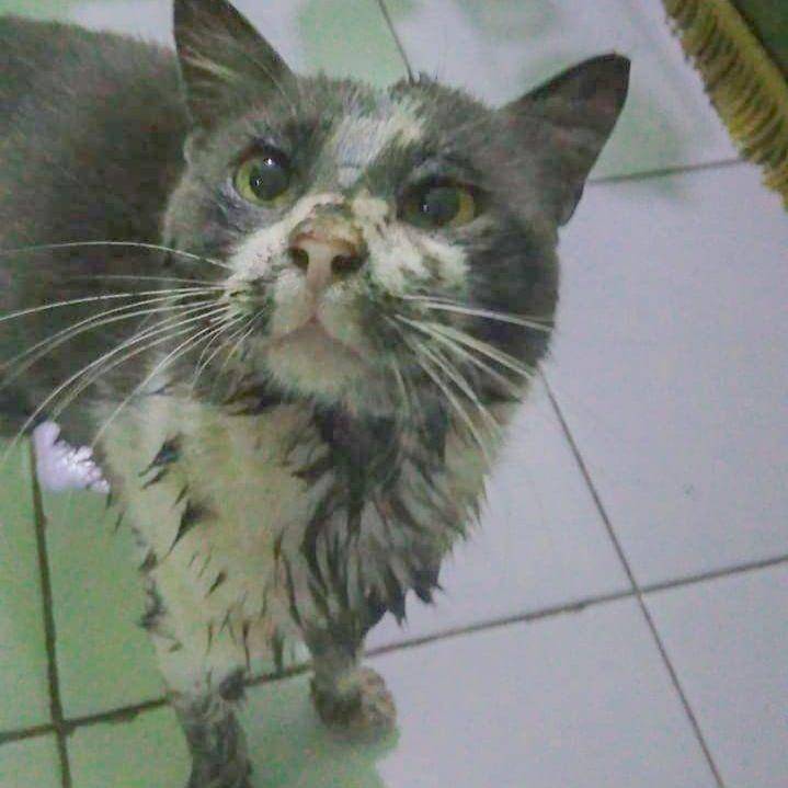Kucing lucu masuk got (Twitter.com/strwbrrysnana)