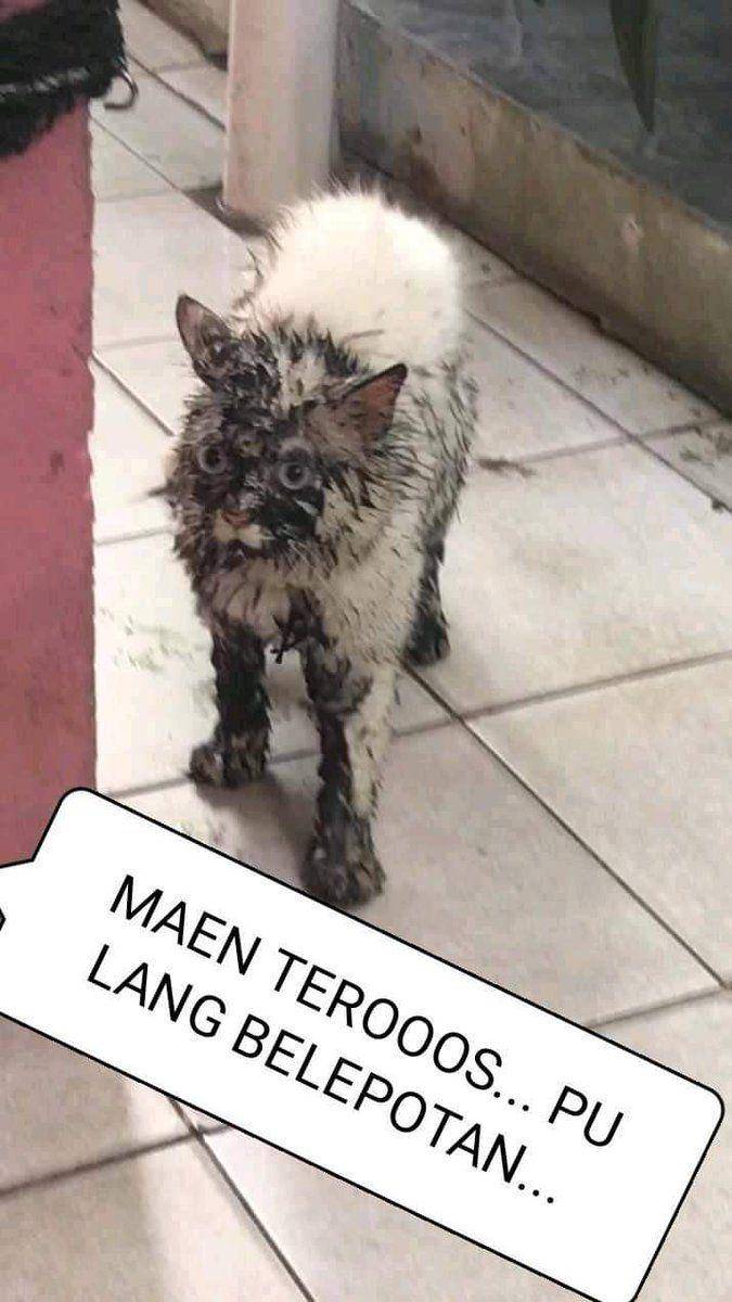 potret kucing masuk got (twitter.com/kochengfess)