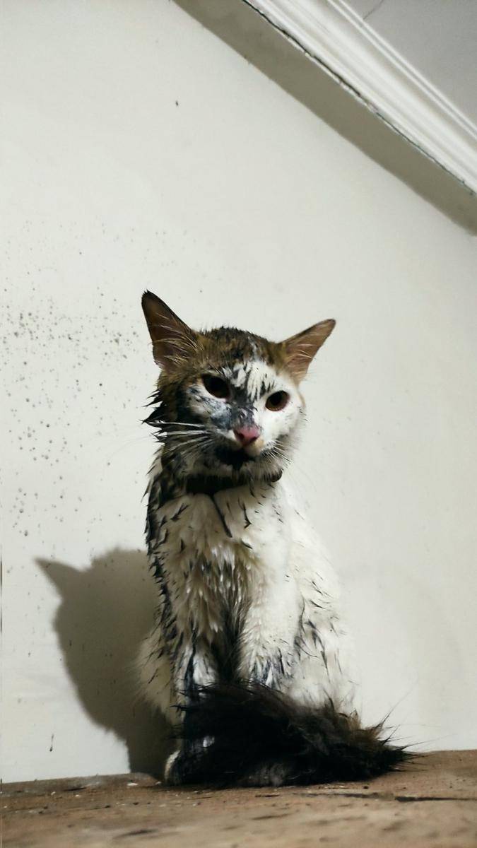 potret kucing masuk got (twitter.com/ixtadori)