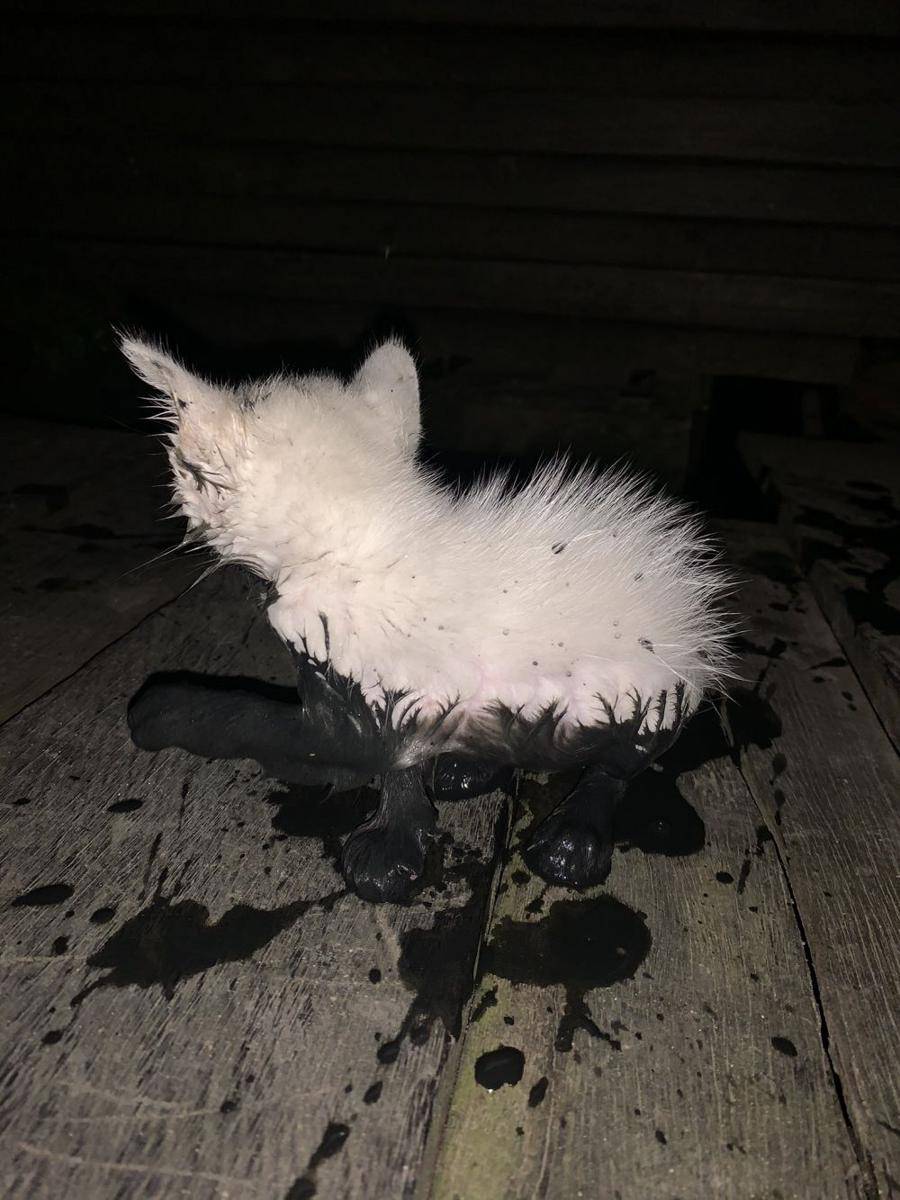 potret kucing masuk got (twitter.com/zupkrim)