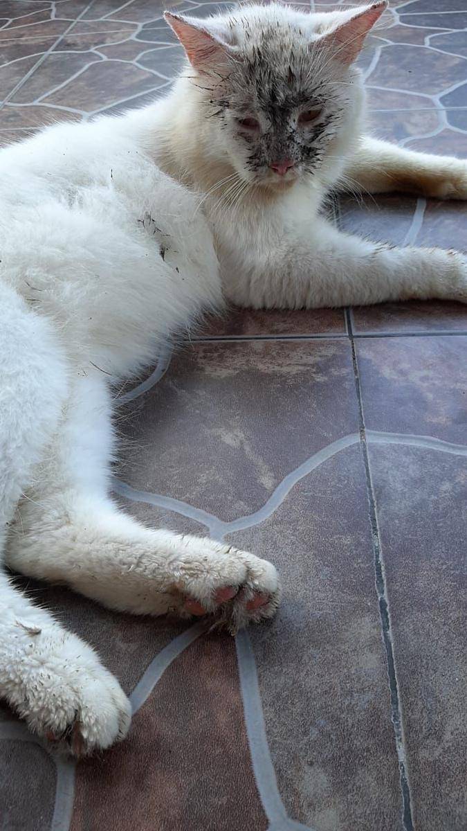 potret kucing masuk got (twitter.com/kak_eyi)