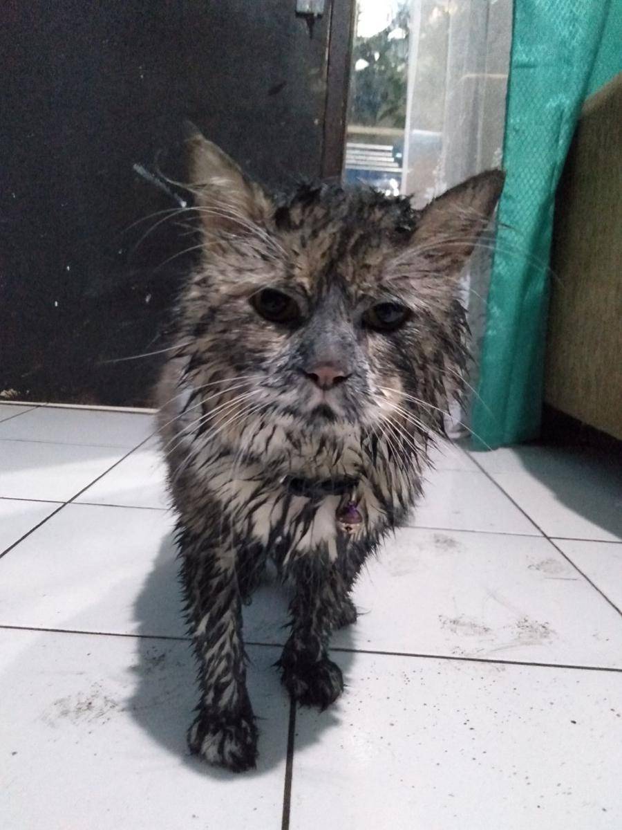 potret kucing masuk got (twitter.com/cocomelowin)