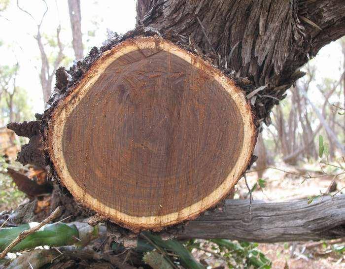 potret kayu Stingking Gidgee (ttit.id.au)