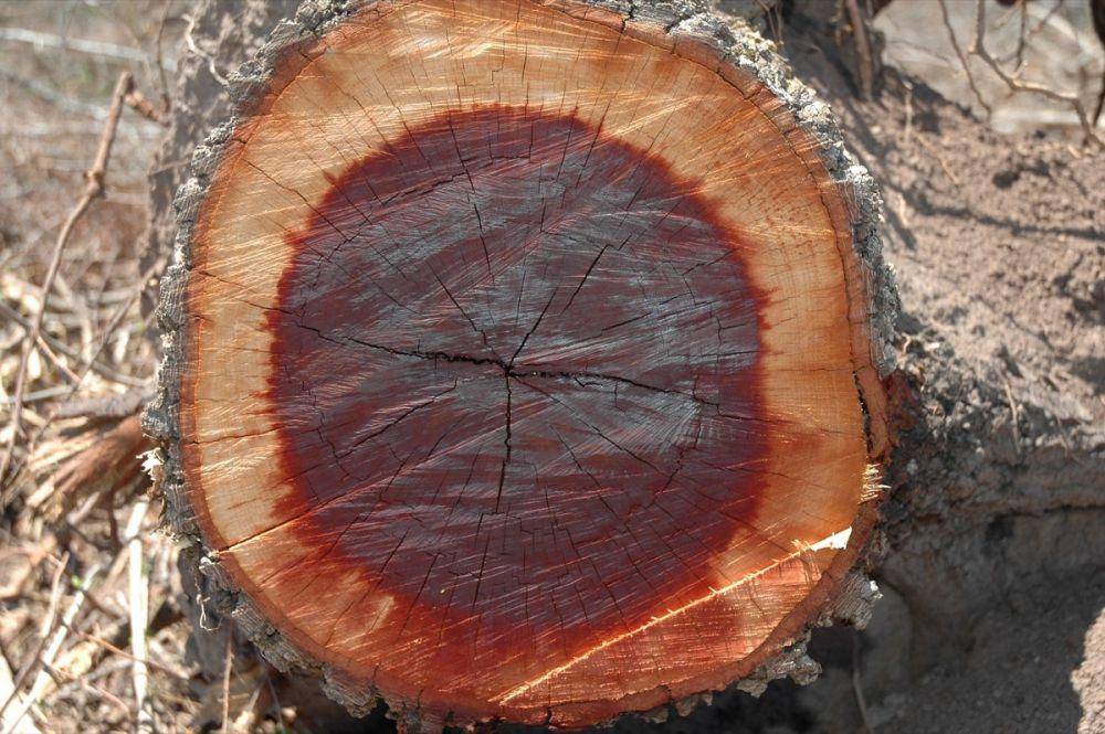 potret Schinopsis balansae (eol.org)