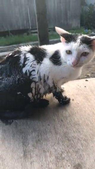 potret kucing masuk got (twitter.com/abay_lazuardi)