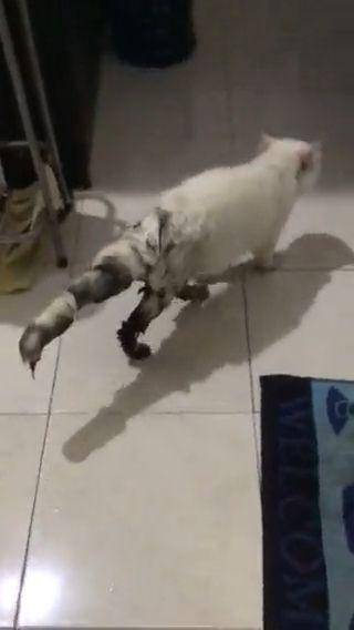 potret kucing masuk got (twitter.com/ntanparamata)
