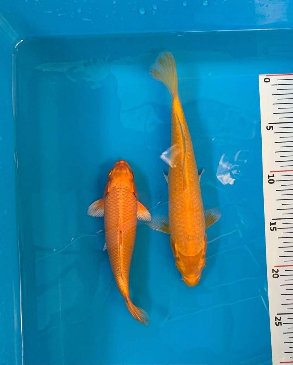potret ikan koi jenis ogon (instagram.com/swadayakoi)
