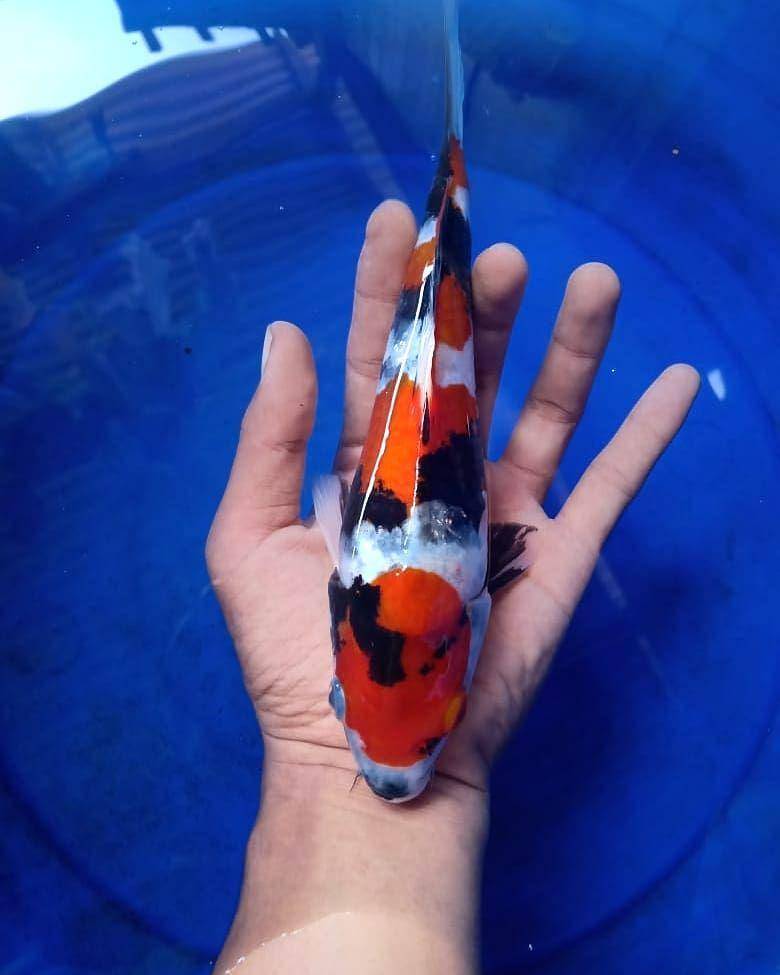 potret ikan koi jenis showa (instagram.com/evolutionkoi)