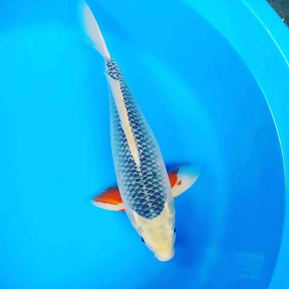 potret ikan koi jenis asagi (instagram.com/rude_koi)