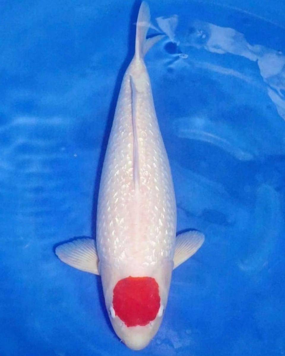 ikan koi jenis tancho (instagram.com/nishikoiofficial)