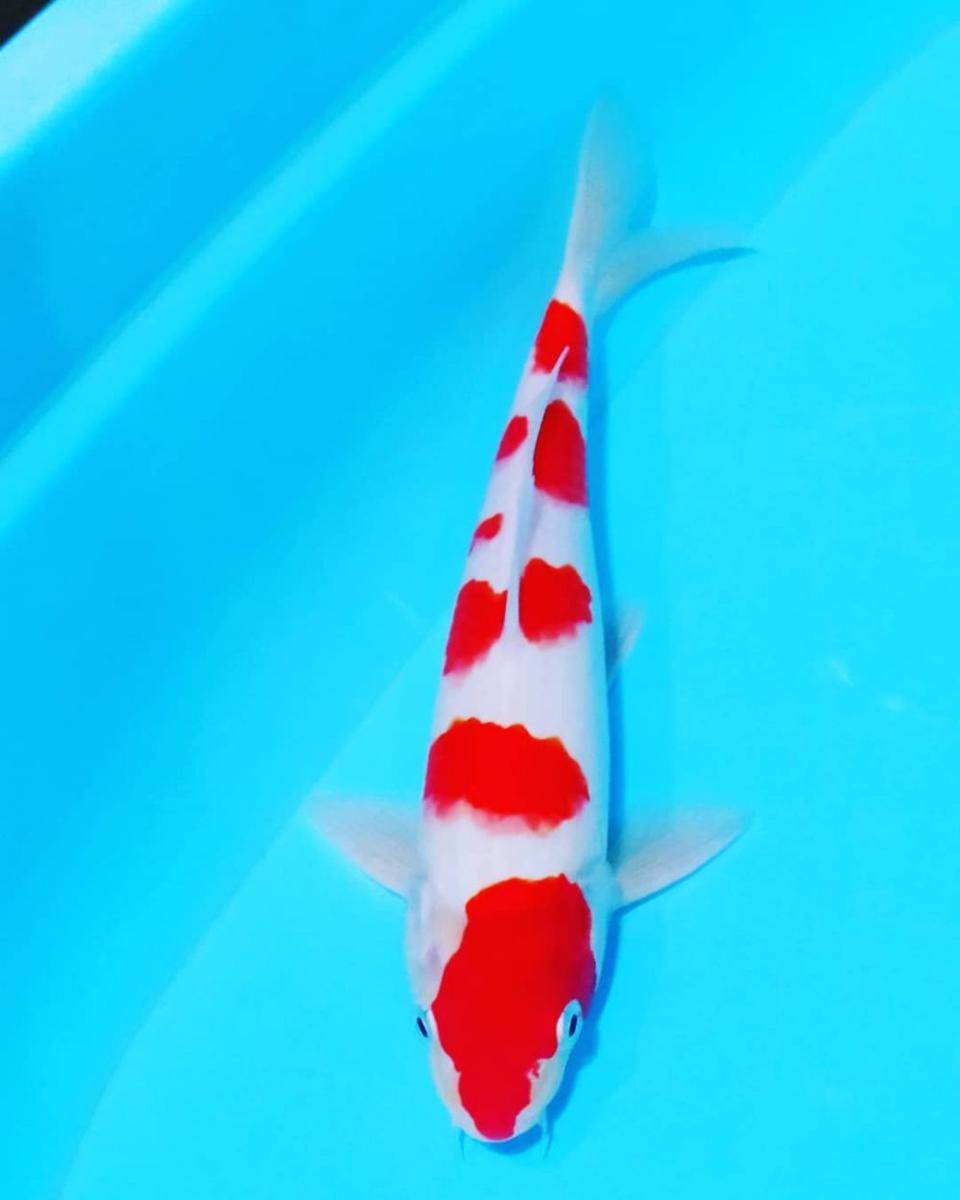 potret ikan koi jenis kohaku (instagram.com/hanurakoi)