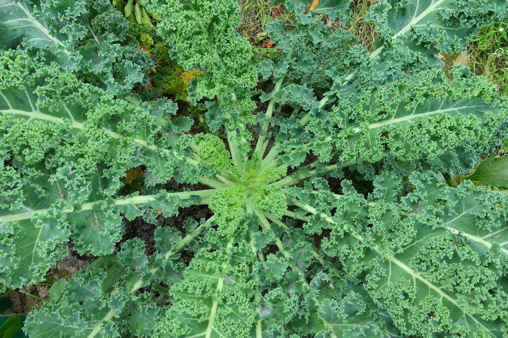 tanaman kale(pixabay.com/atrix9)