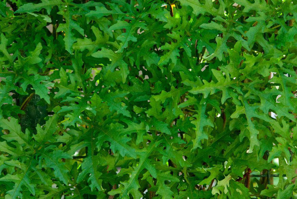 daun arugula(unsplash.com/katmed)
