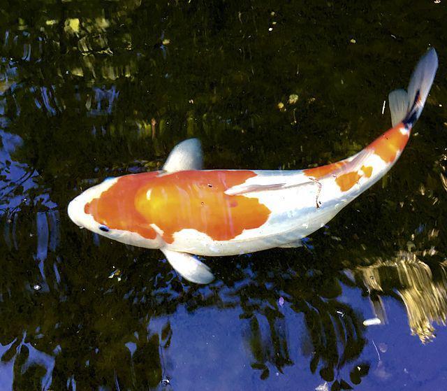 5 Jenis Ikan Koi Termahal, Harganya Ada yang Mencapai Rp1 M!