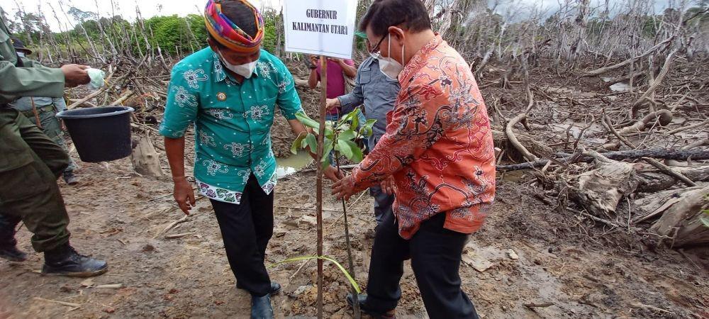 Penanaman Mangrove di Sepanjang Pesisir Pantai Bulungan