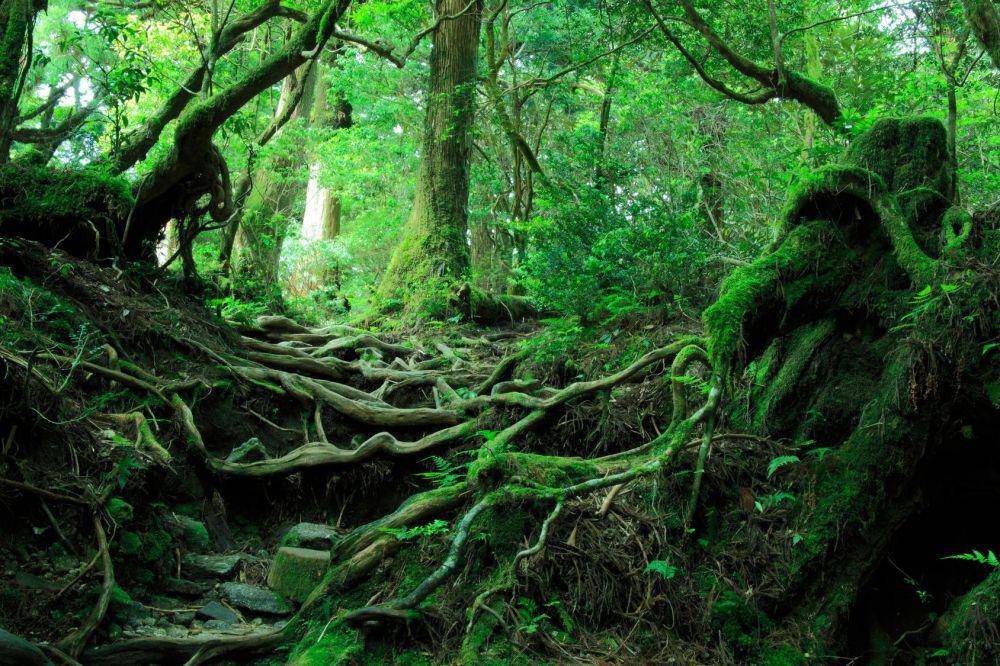 Hutan Aokigahara (pinterest.com/Antonio García Prats)