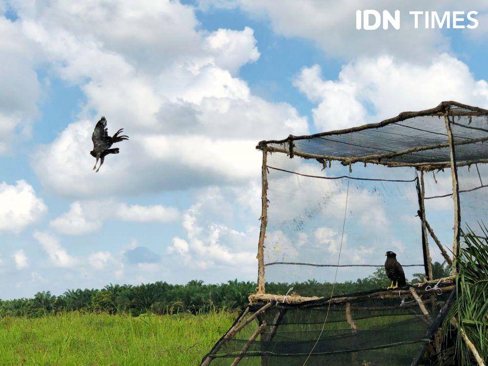 Terbang bebas Elang endemik Sumatra yang berhasil di habituasi kembali ke sifat alamiahnya (IDN Times/Rangga Erfizal)