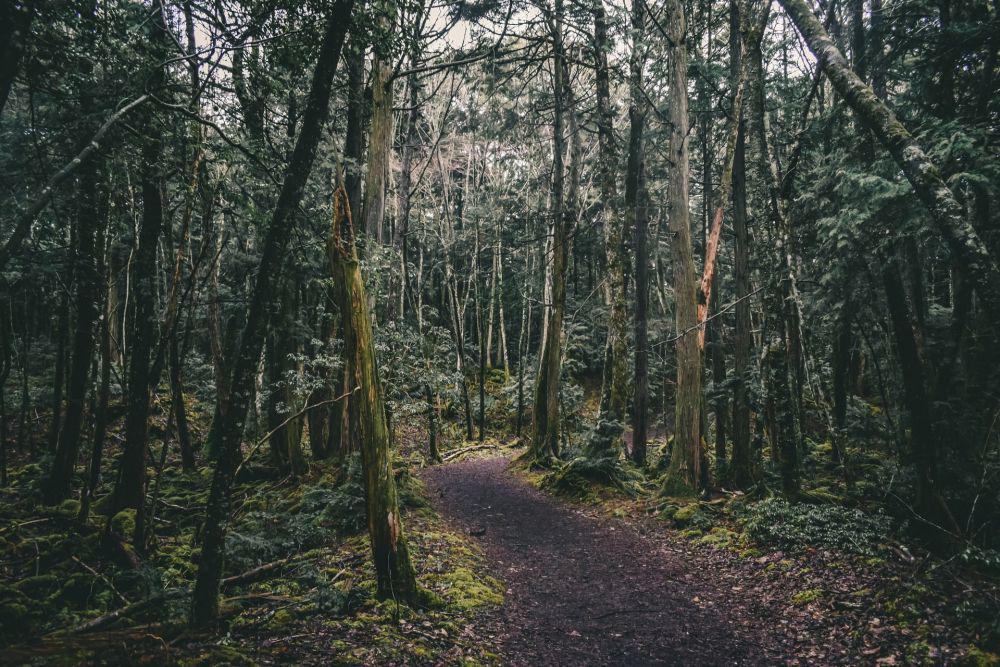 10 Fakta tentang Hutan Aokigahara, Hutan Paling Menyeramkan di Jepang