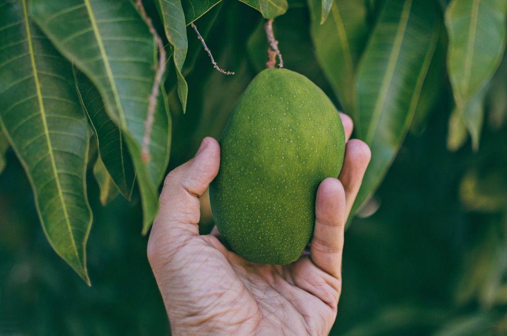 ilustrasi mangga dicuri (pexels.com/@messalaciulla)