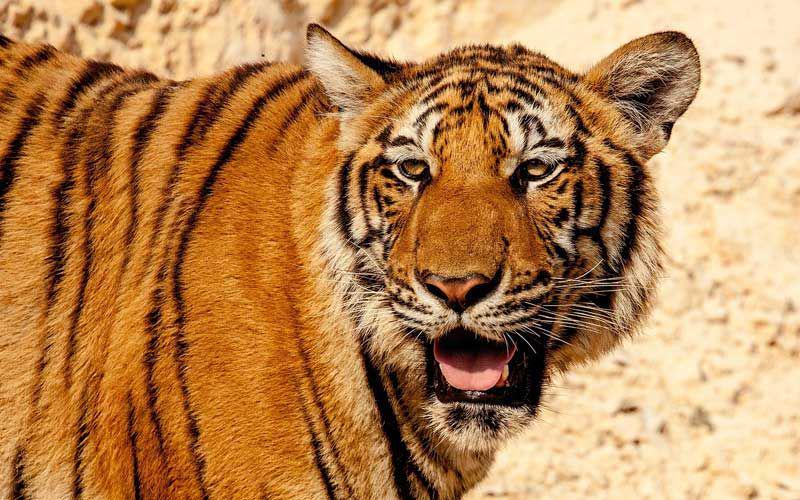 potret Harimau China Selatan (tigers-world.com)