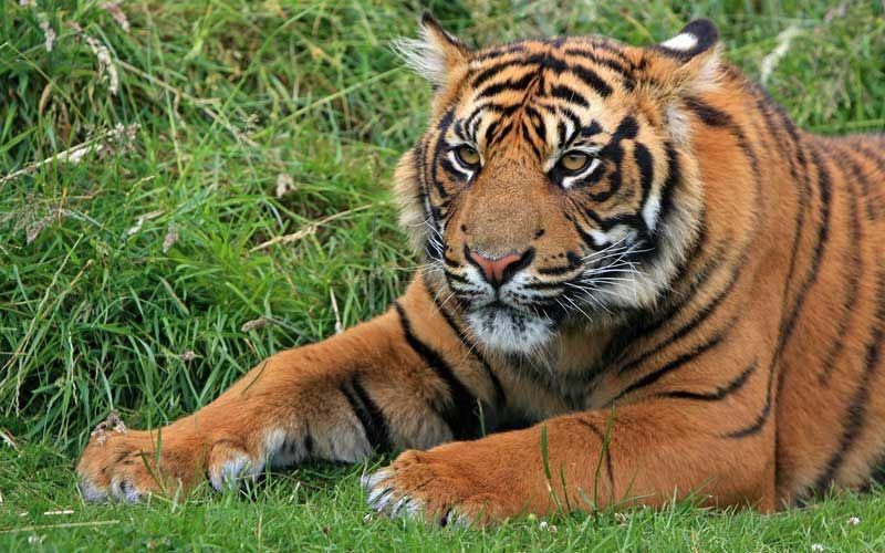 potret Harimau Sumatra (tigers-world.com)