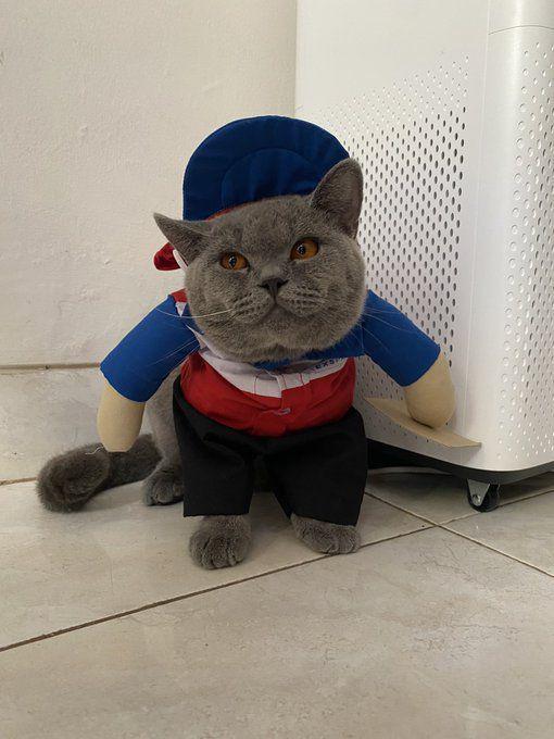 foto kucing lucu (twitter.com/bunnymooncik)