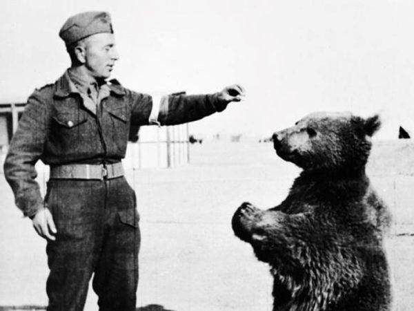 ilustrasi Wojtek (commons.wikimedia.org/Imperial War Museum)