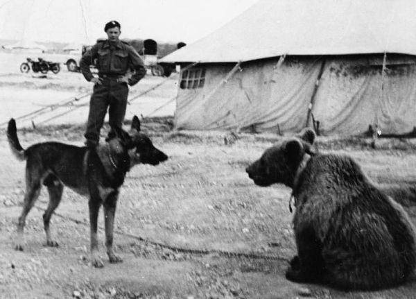 ilustrasi Wojtek menatap seekor anjing (commons.wikimedia.org/Imperial War Museum)