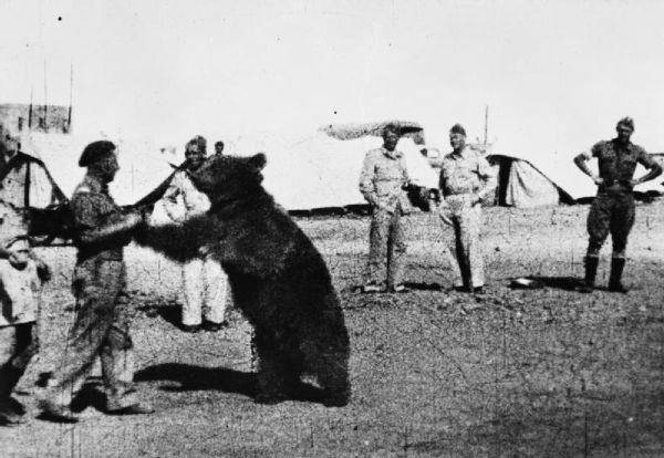 ilustrasi Wojtek bermain dengan tentara (commons.wikimedia.org/Imperial War Museum)