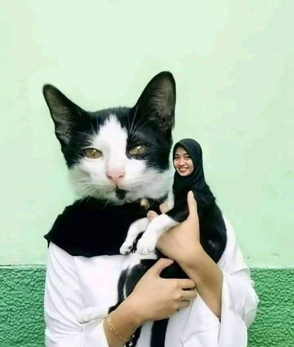 foto kucing lucu (twitter.com/awakenn22)