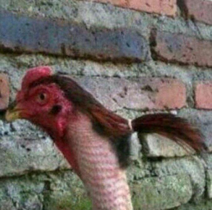 foto ayam lucu (twitter.com/_KINGSLYER)