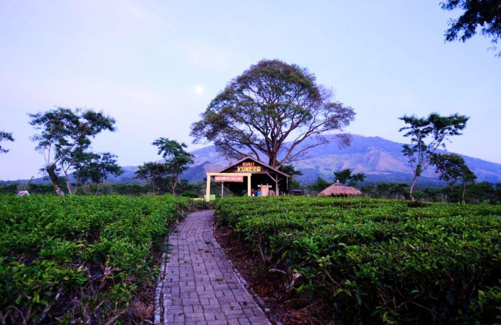 Jejak Sejarah Kebun Teh Wonosari
