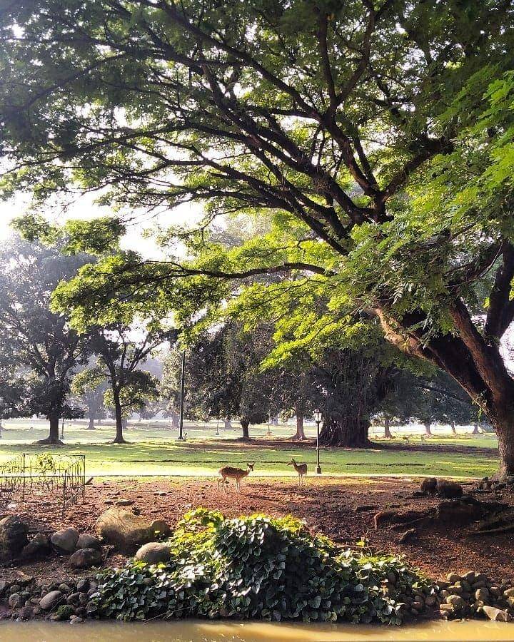 Kebun Raya Bogor (instagram.com/widianingrumamalia)