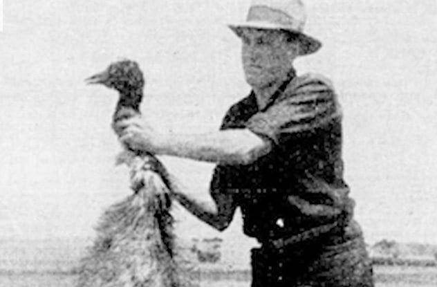 ilustrasi Perang Emu (commons.wikimedia.org/The Land Newspaper)