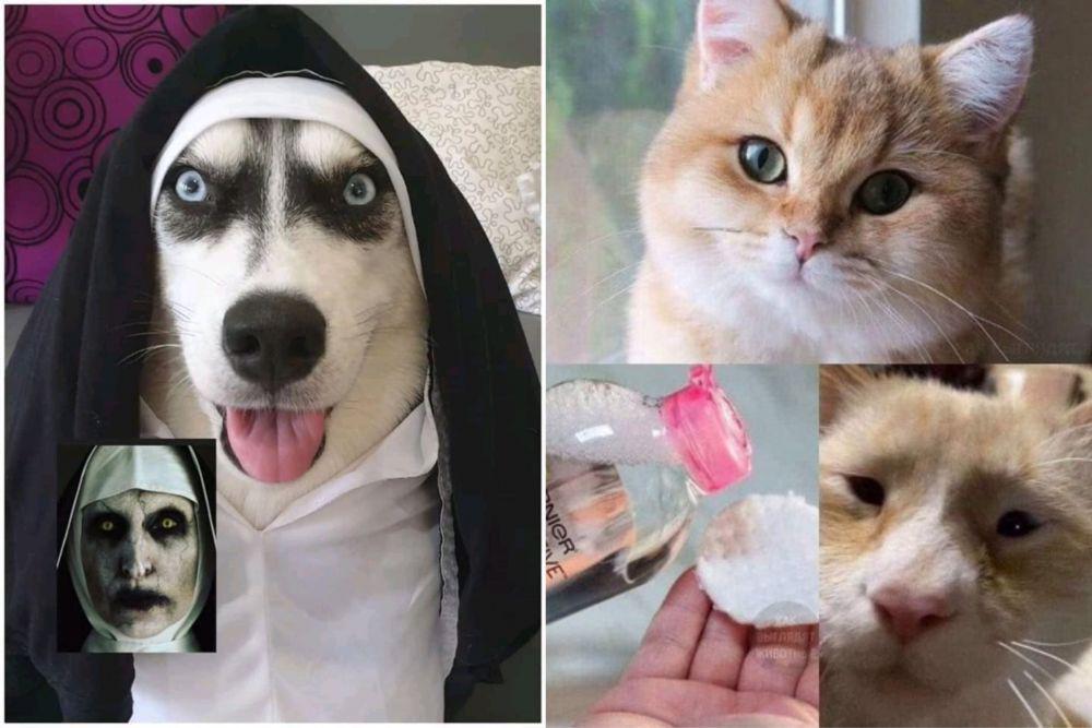 10 Foto Hewan Ingin Mirip dengan Manusia, Aksinya Gemas Maksimal!