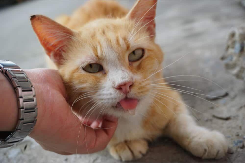 ilustrasi kucing berliur (allaboutcats.com)