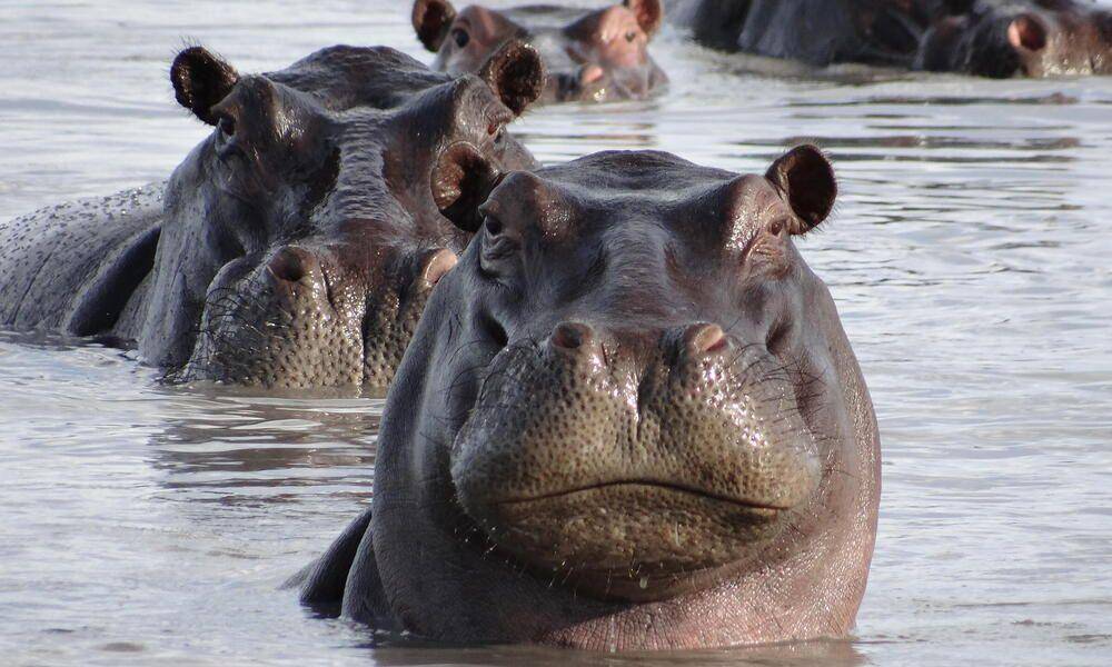 kuda nil (worldwildlife.org)