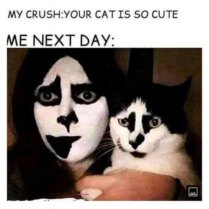 foto kucing lucu (twitter.com/Jiegothic)