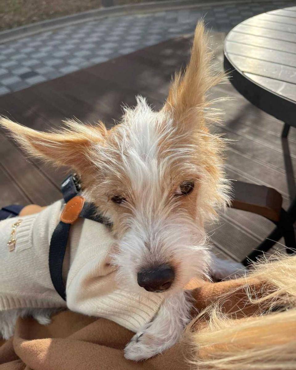 anjing peliharaan rose (instagram.com/hank_says_hank)