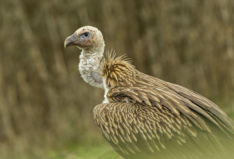 Himalayan vulture (animalia.bio)