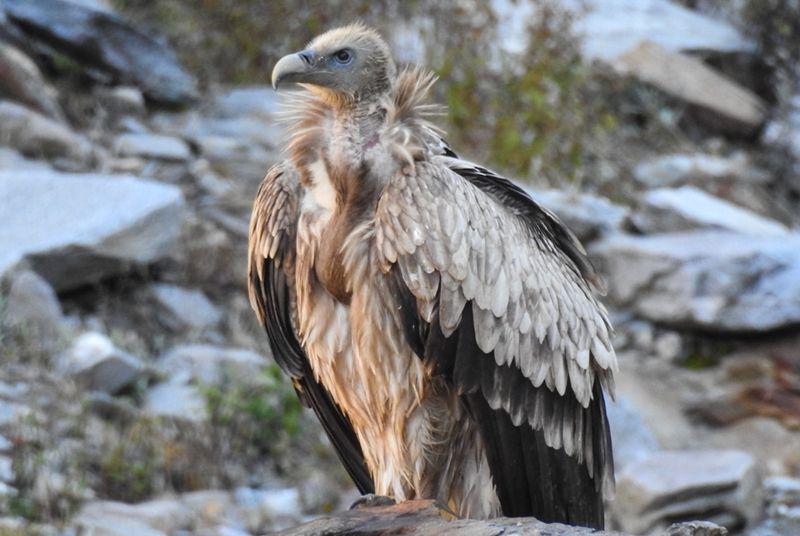 Himalayan vulture (commons.wikimedia.org)