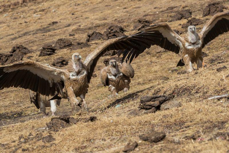 Himalayan Vulture (wildwondersofchina.com)