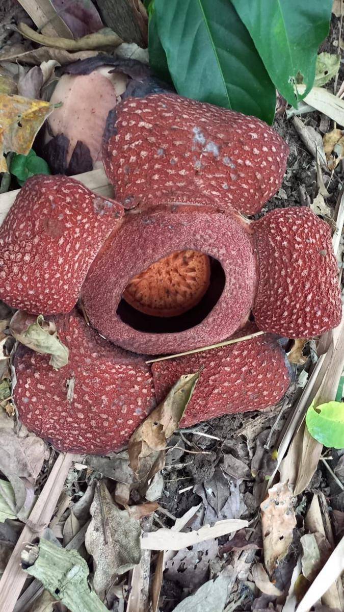 Bunga rafflesia yang ditemukan warga di KPH Banyuwangi Utara. IDN Times/Istimewa