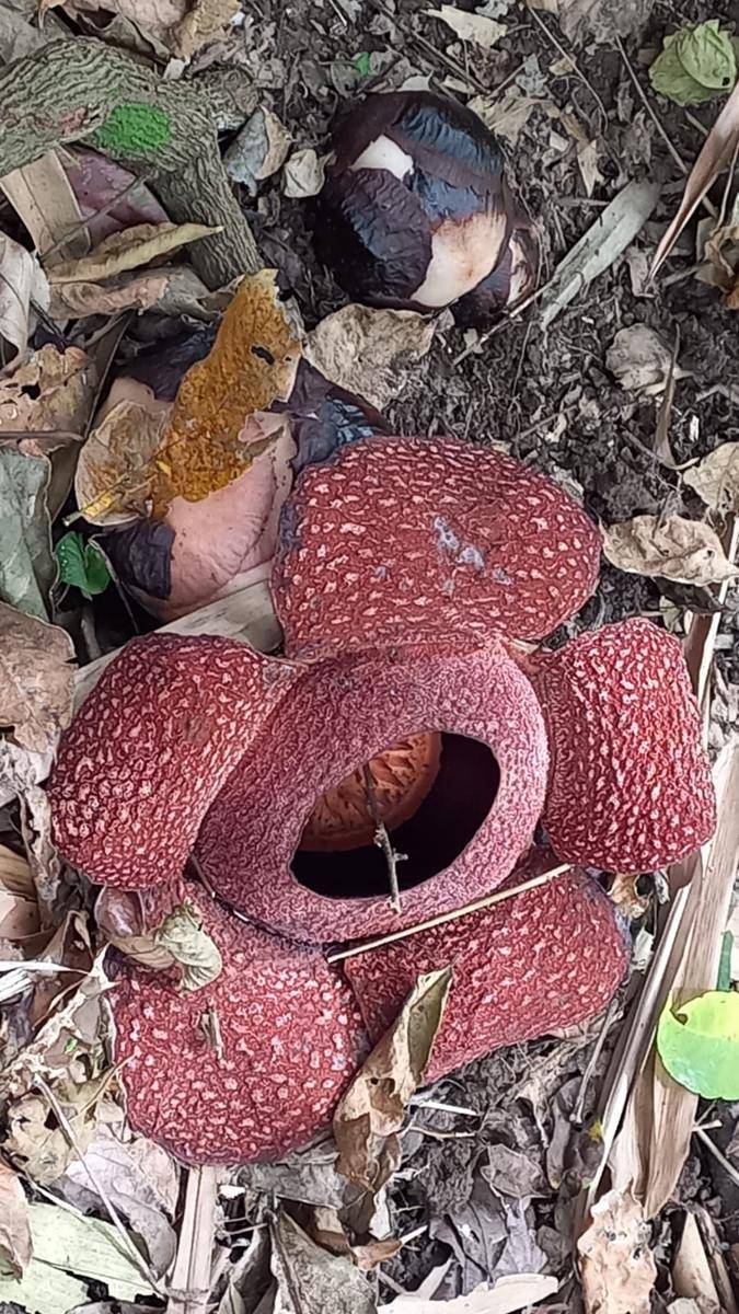 Bunga rafflesia yang ditemukan warga di KPH Banyuwangi Utara. IDN Times/Istimewa
